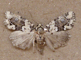 Cryphia leucomelaena